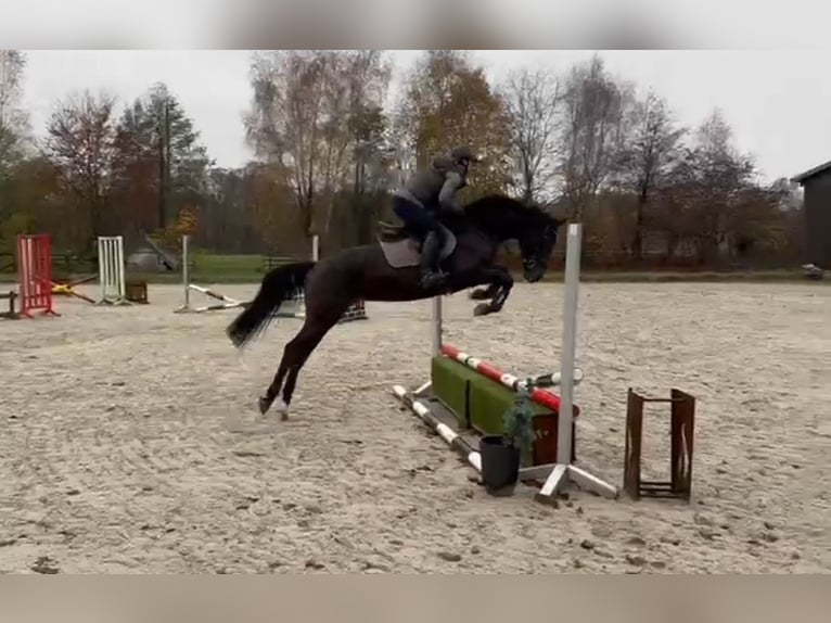 Hannoveraner Stute 7 Jahre 161 cm Schwarzbrauner in Weertzen