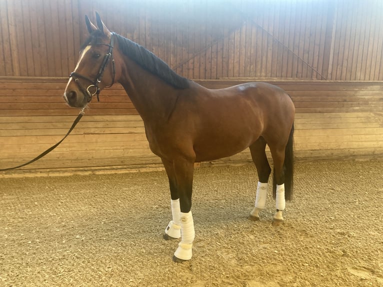Hannoveraner Stute 7 Jahre 162 cm Brauner in Klosterneuburg