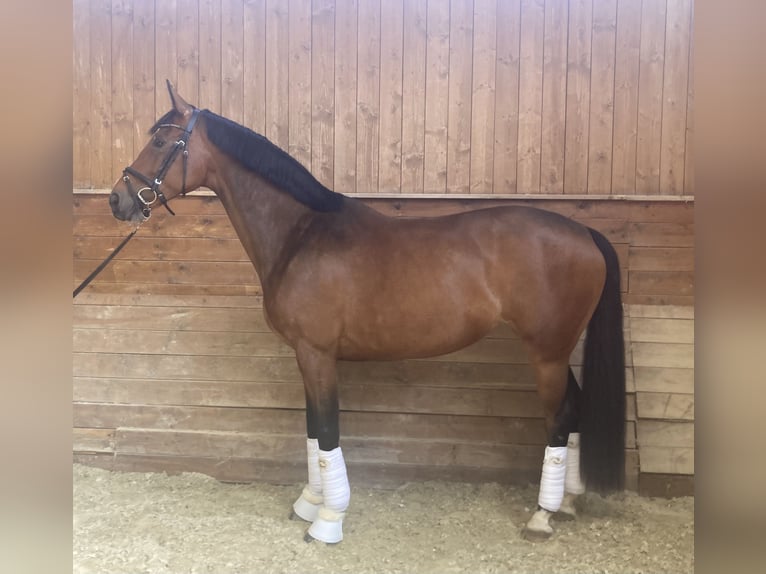 Hannoveraner Stute 7 Jahre 162 cm Brauner in Klosterneuburg