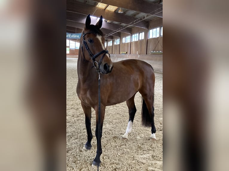 Hannoveraner Stute 7 Jahre 162 cm Brauner in Klosterneuburg
