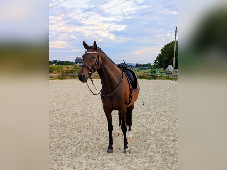 Hannoveraner Stute 7 Jahre 163 cm Brauner in Hückeswagen