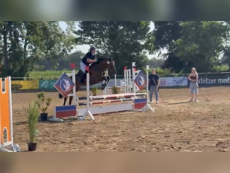 Hannoveraner Stute 7 Jahre 163 cm Brauner in Berne