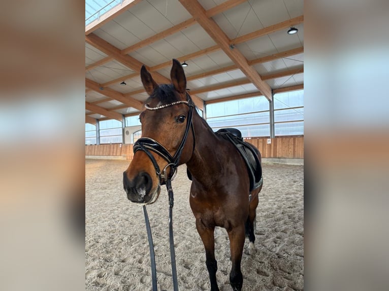 Hannoveraner Stute 7 Jahre 163 cm Brauner in Berne