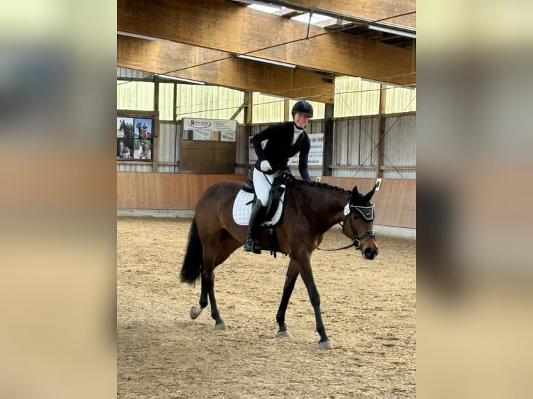 Hannoveraner Stute 7 Jahre 163 cm Brauner in Berne