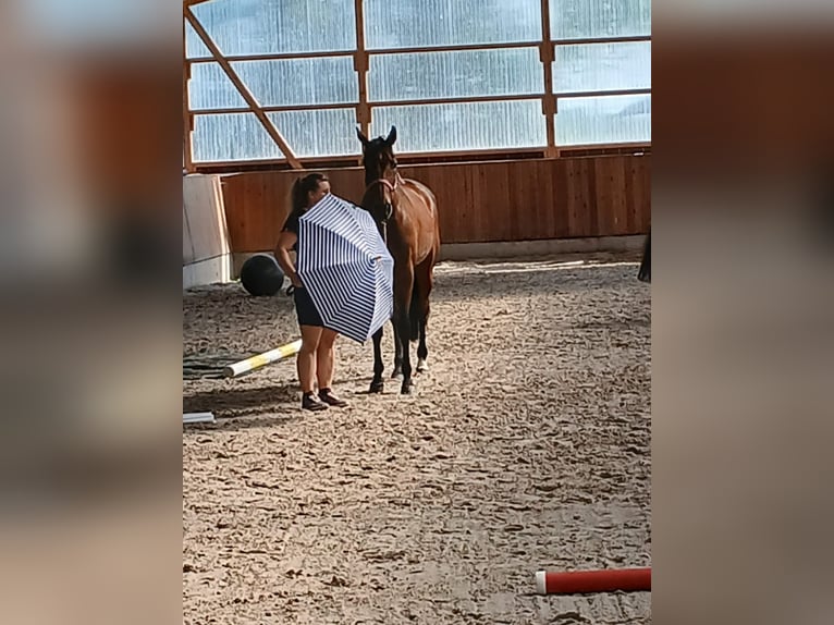 Hannoveraner Stute 7 Jahre 163 cm Brauner in Berne
