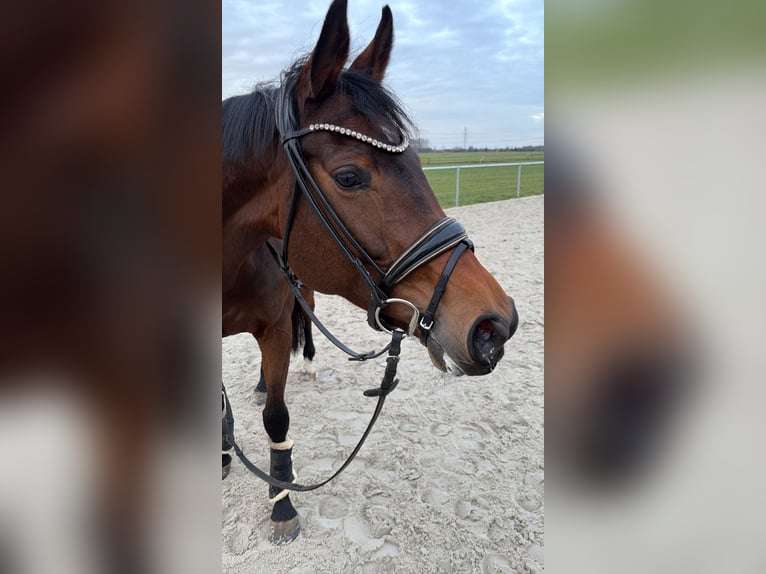Hannoveraner Stute 7 Jahre 163 cm Brauner in Berne