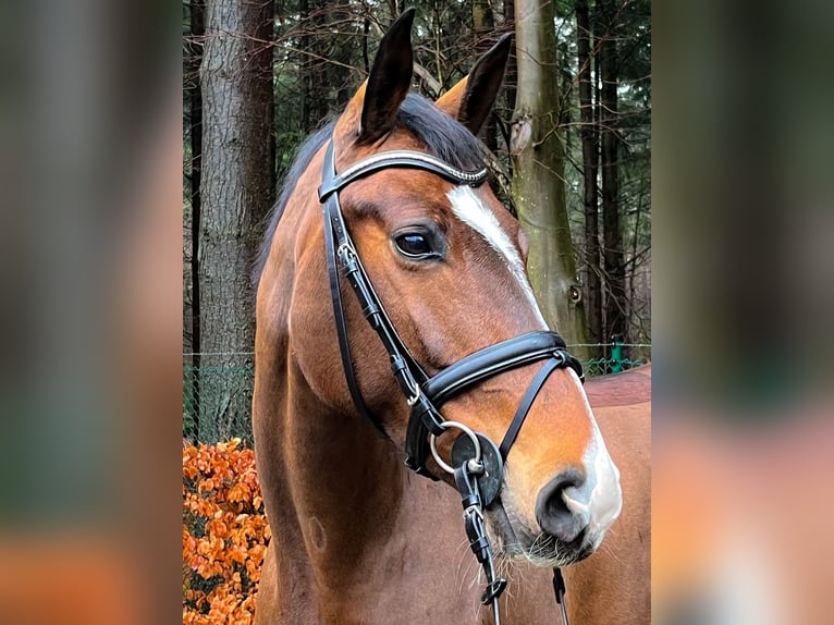 Hannoveraner Stute 7 Jahre 163 cm Dunkelbrauner in Verden