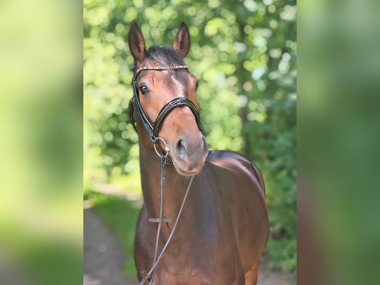 Hannoveraner Stute 7 Jahre 163 cm Dunkelbrauner in Belum