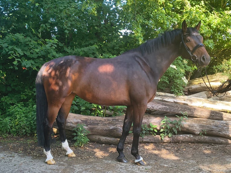Hannoveraner Stute 7 Jahre 163 cm Dunkelbrauner in Belum