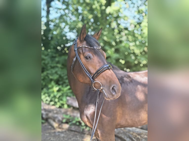 Hannoveraner Stute 7 Jahre 163 cm Dunkelbrauner in Belum