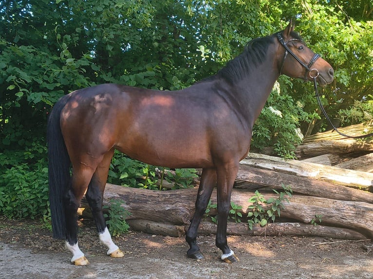 Hannoveraner Stute 7 Jahre 163 cm Dunkelbrauner in Belum
