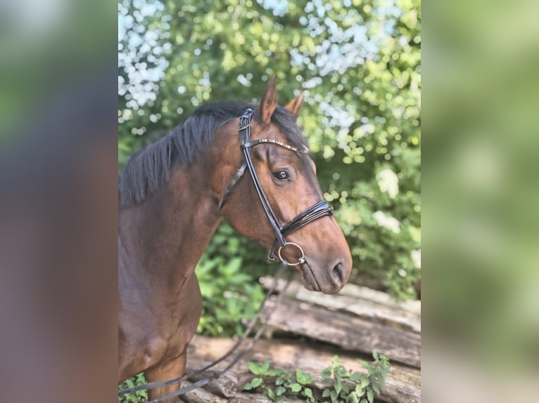 Hannoveraner Stute 7 Jahre 163 cm Dunkelbrauner in Belum