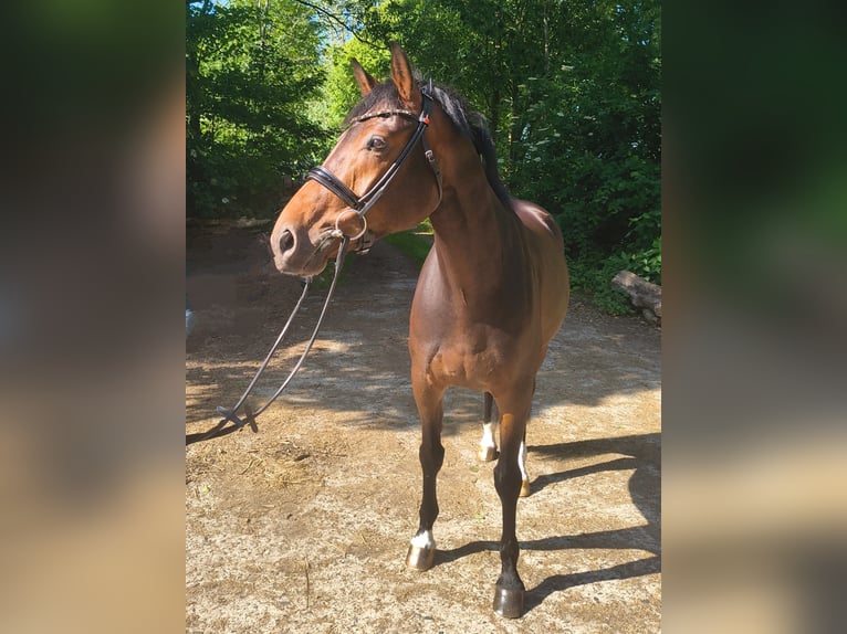 Hannoveraner Stute 7 Jahre 163 cm Dunkelbrauner in Belum