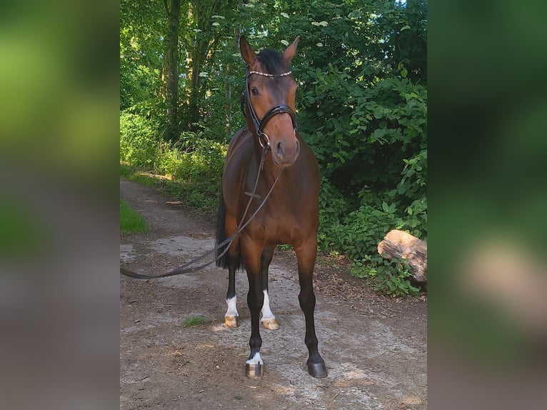 Hannoveraner Stute 7 Jahre 163 cm Dunkelbrauner in Belum