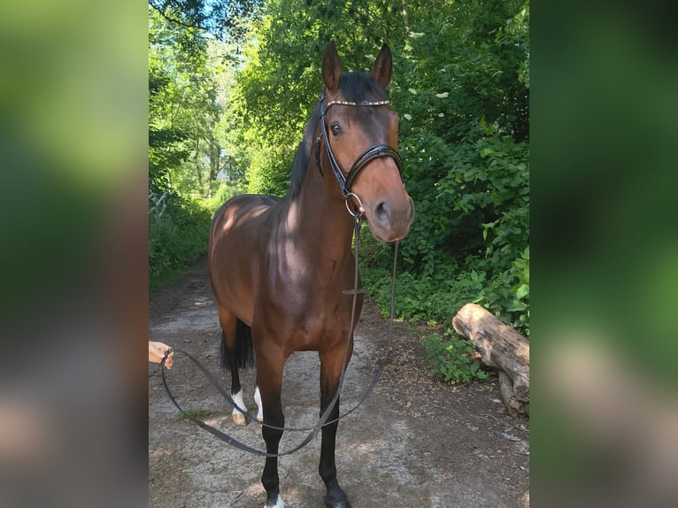 Hannoveraner Stute 7 Jahre 163 cm Dunkelbrauner in Belum