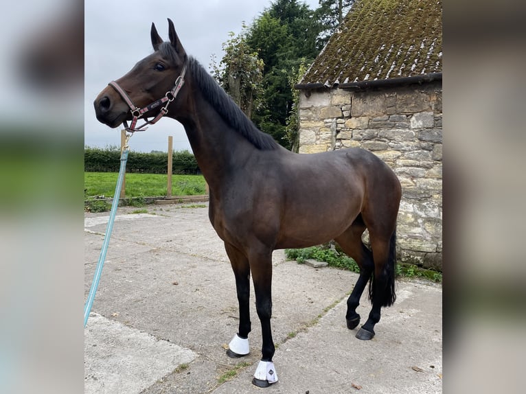 Hannoveraner Stute 7 Jahre 163 cm Dunkelbrauner in Dunblane Scotland