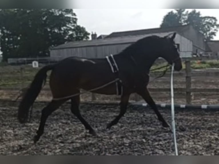 Hannoveraner Stute 7 Jahre 163 cm Dunkelbrauner in Dunblane Scotland