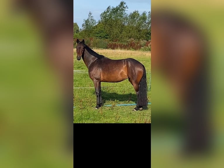Hannoveraner Stute 7 Jahre 163 cm Dunkelbrauner in Dunblane Scotland