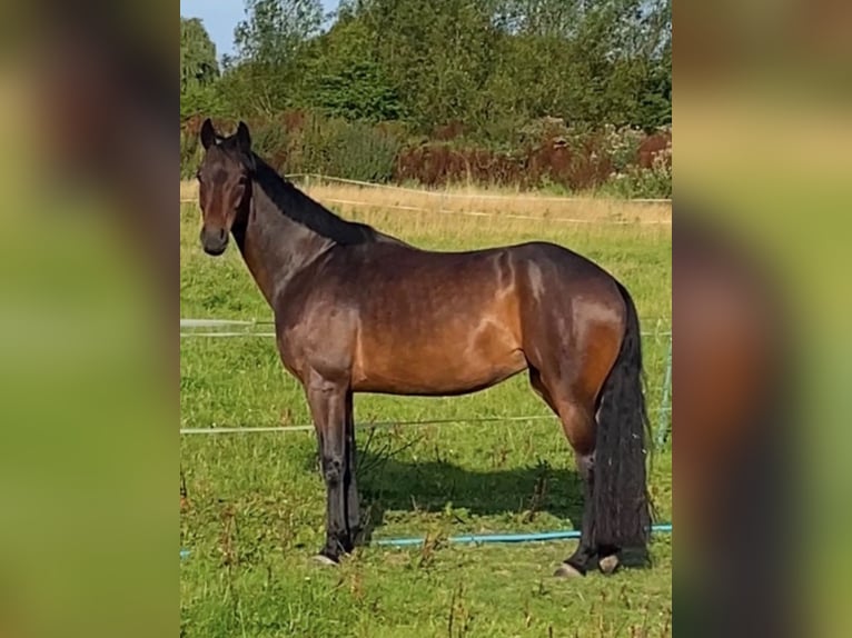 Hannoveraner Stute 7 Jahre 163 cm Dunkelbrauner in Dunblane Scotland
