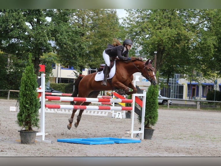 Hannoveraner Stute 7 Jahre 163 cm Fuchs in Grevenbroich Hannoveraner Stute 7 Jahre 163 cm Fuchs in Grevenbroich