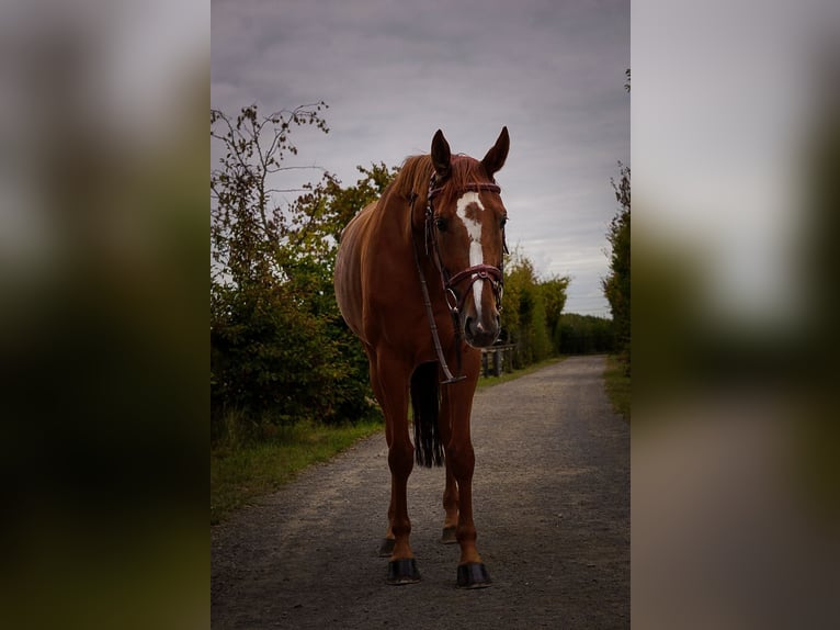 Hannoveraner Stute 7 Jahre 163 cm Fuchs in Grevenbroich Hannoveraner Stute 7 Jahre 163 cm Fuchs in Grevenbroich