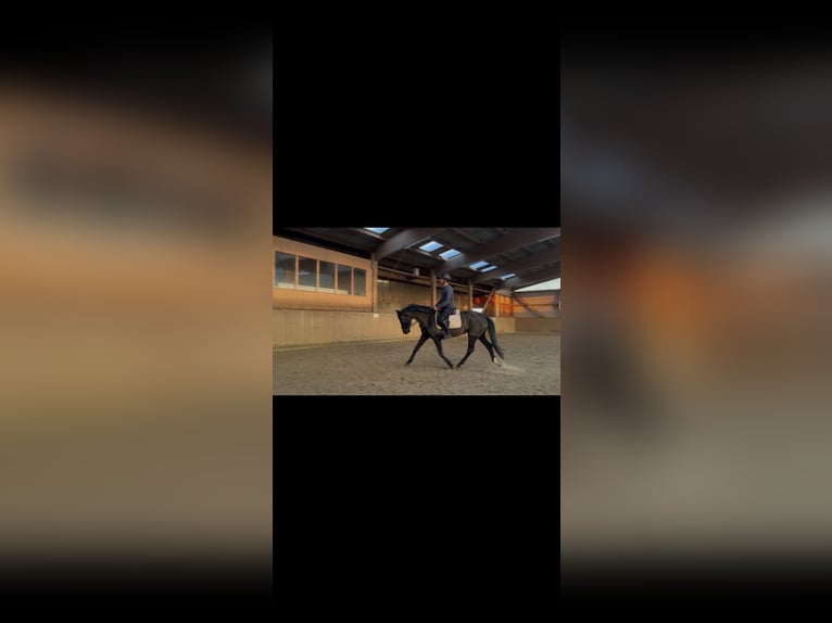 Hannoveraner Stute 7 Jahre 163 cm Rappe in Elmshorn
