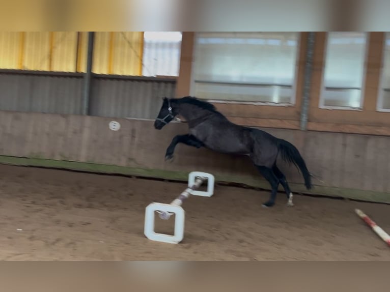 Hannoveraner Stute 7 Jahre 163 cm Rappe in Elmshorn