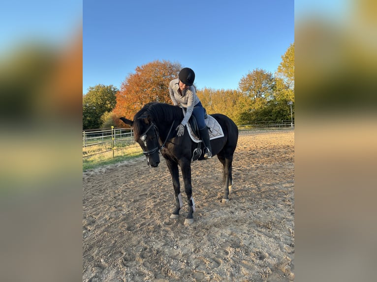 Hannoveraner Stute 7 Jahre 163 cm Rappe in Elmshorn