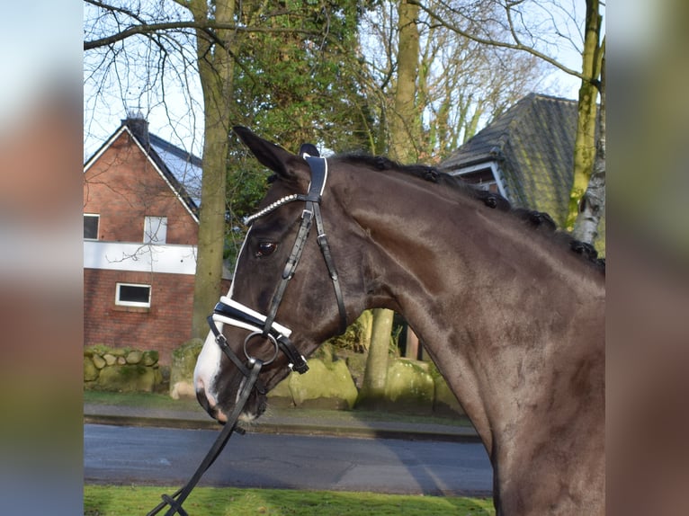 Hannoveraner Stute 7 Jahre 163 cm Rappe in Fredenbeck