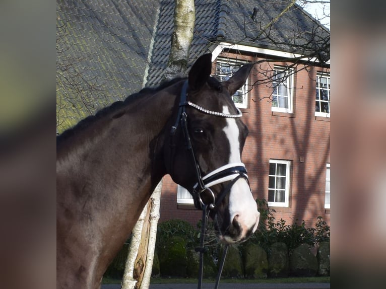 Hannoveraner Stute 7 Jahre 163 cm Rappe in Fredenbeck