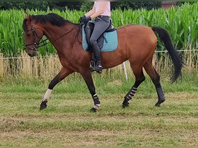 Hannoveraner Stute 7 Jahre 164 cm Brauner in Wettrup