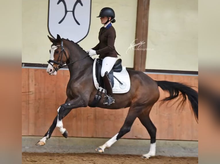 Hannoveraner Stute 7 Jahre 164 cm Brauner in Leutesdorf