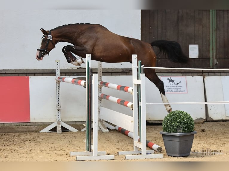 Hannoveraner Stute 7 Jahre 164 cm Brauner in Leutesdorf