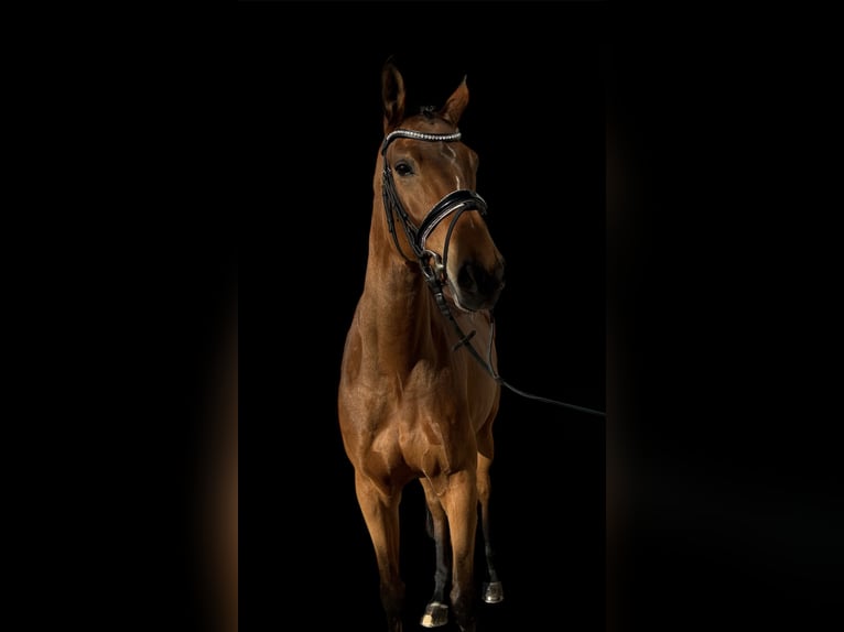 Hannoveraner Stute 7 Jahre 164 cm Brauner in Niederkassel