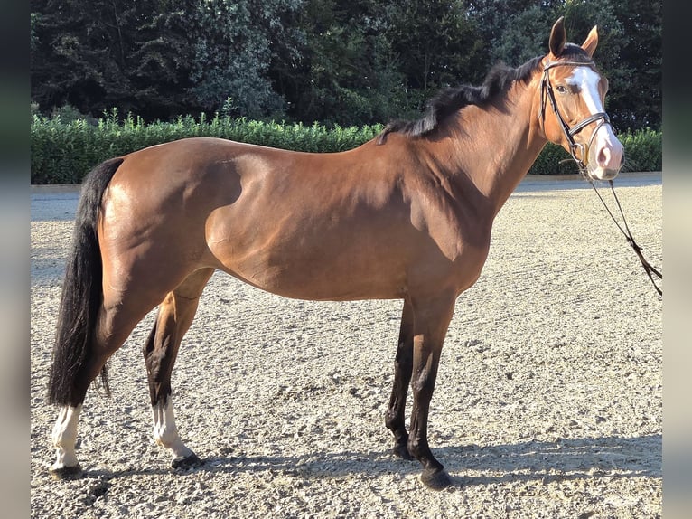 Hannoveraner Stute 7 Jahre 164 cm Brauner in Wettrup
