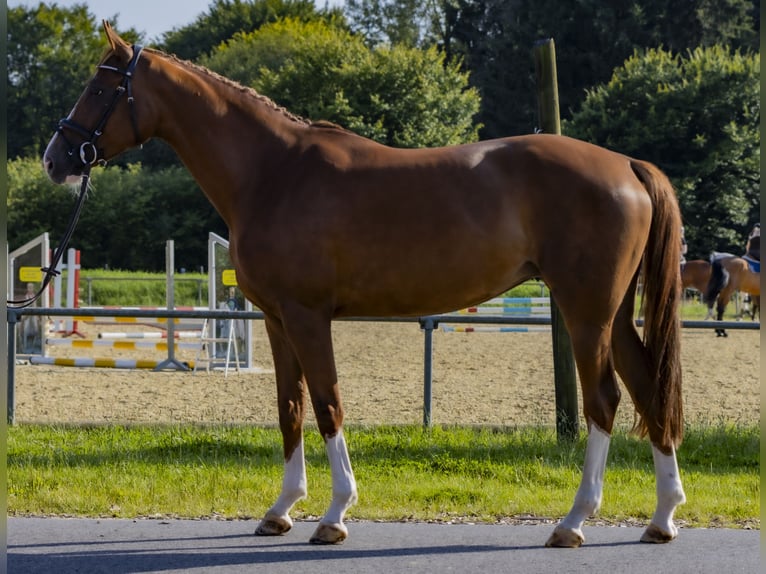 Hannoveraner Stute 7 Jahre 164 cm Fuchs in Bad Bentheim