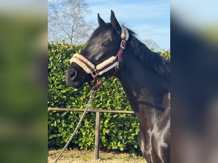 Hannoveraner Stute 7 Jahre 164 cm Rappe in Lachendorf