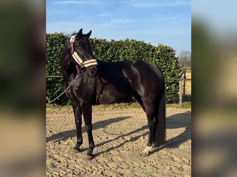 Hannoveraner Stute 7 Jahre 164 cm Rappe in Lachendorf