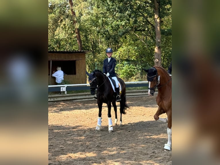 Hannoveraner Stute 7 Jahre 164 cm Rappe in Lachendorf