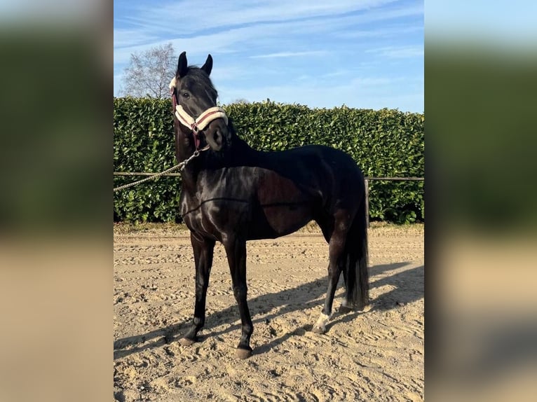 Hannoveraner Stute 7 Jahre 164 cm Rappe in Lachendorf