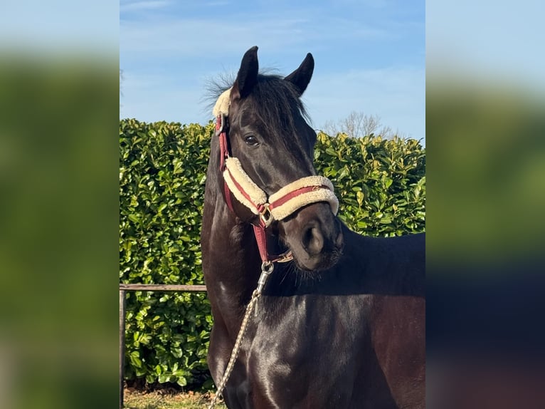 Hannoveraner Stute 7 Jahre 164 cm Rappe in Lachendorf