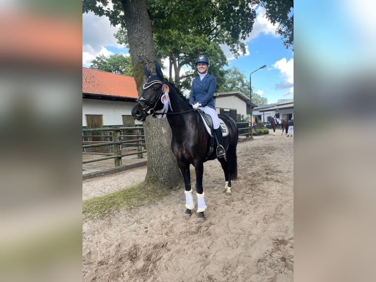 Hannoveraner Stute 7 Jahre 164 cm Rappe in Lachendorf