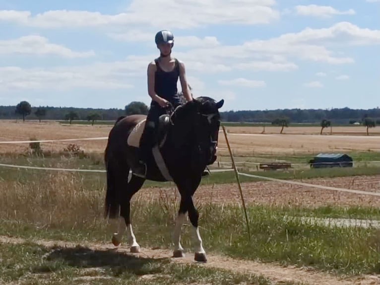 Hannoveraner Stute 7 Jahre 164 cm Rappe in Gleichen