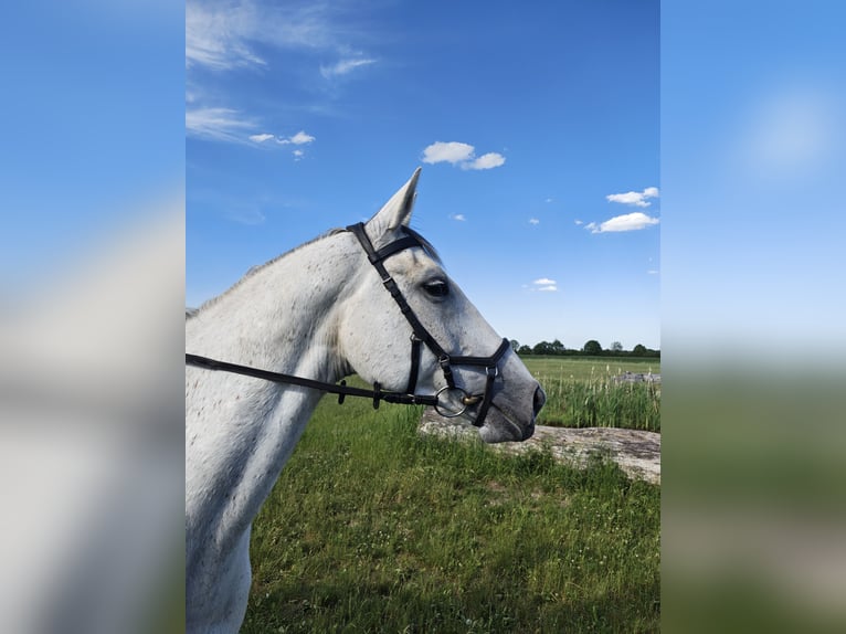 Hannoveraner Stute 7 Jahre 164 cm Schimmel in Maisach
