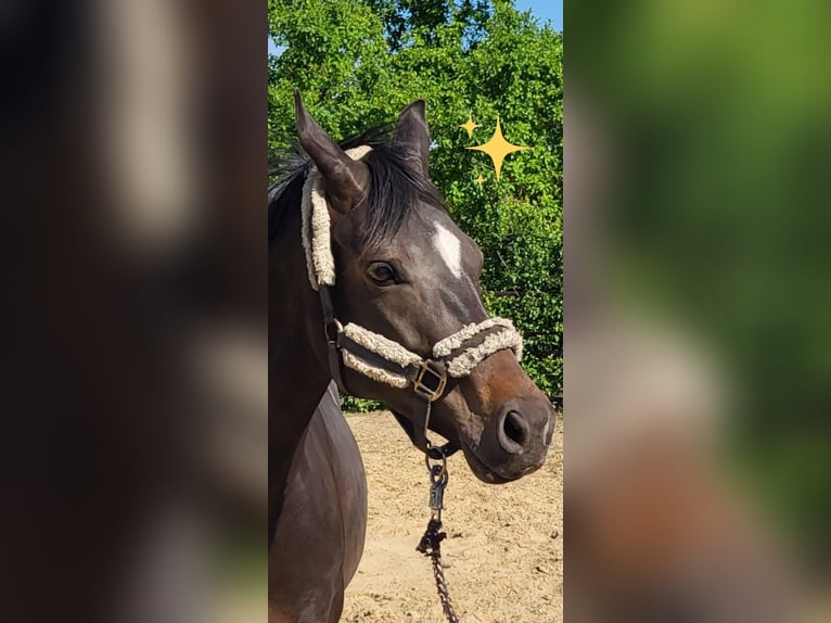 Hannoveraner Stute 7 Jahre 164 cm Schwarzbrauner in Diepenau