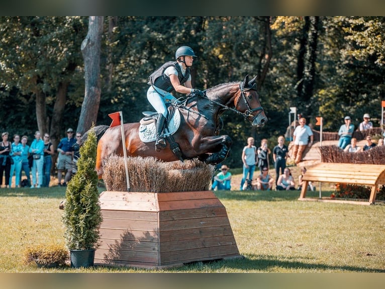 Hannoveraner Stute 7 Jahre 165 cm Brauner in Egestorf