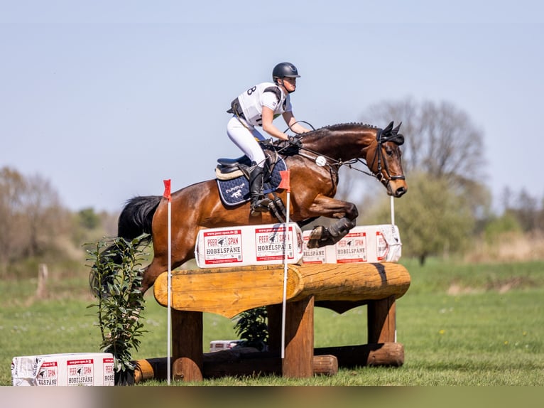 Hannoveraner Stute 7 Jahre 165 cm Brauner in Egestorf