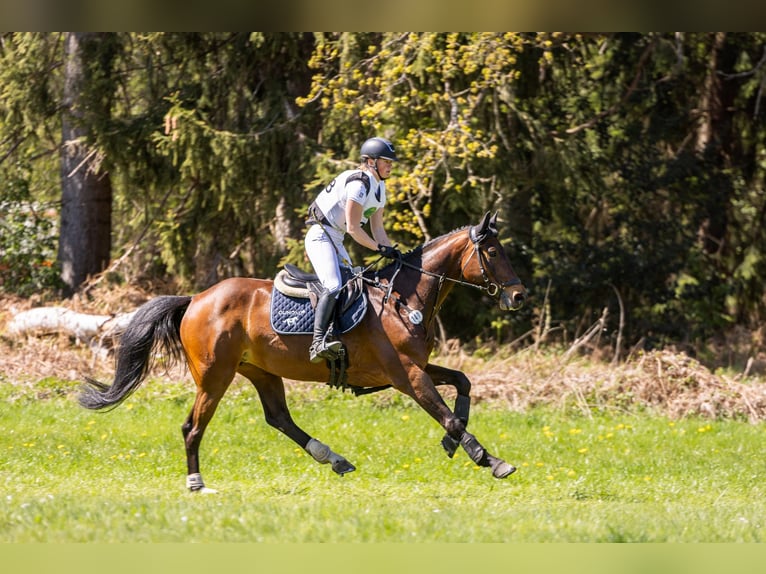 Hannoveraner Stute 7 Jahre 165 cm Brauner in Egestorf