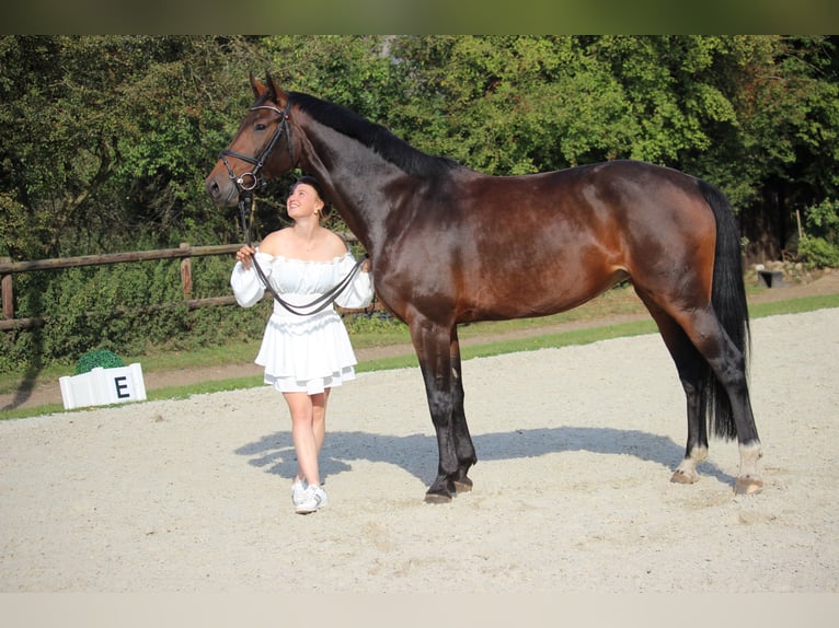 Hannoveraner Stute 7 Jahre 165 cm Brauner in Egestorf