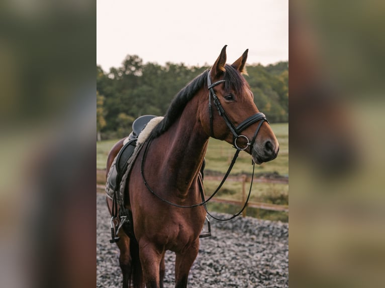 Hannoveraner Stute 7 Jahre 165 cm Brauner in Bitburg